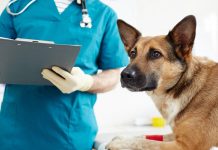Ce drepturi și obligații au, prin lege, deținătorii de animale de companie